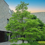 Magnolia, Sweet Bay #7